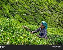 munnar