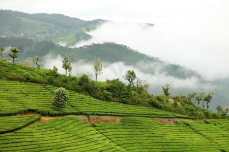 ooty
