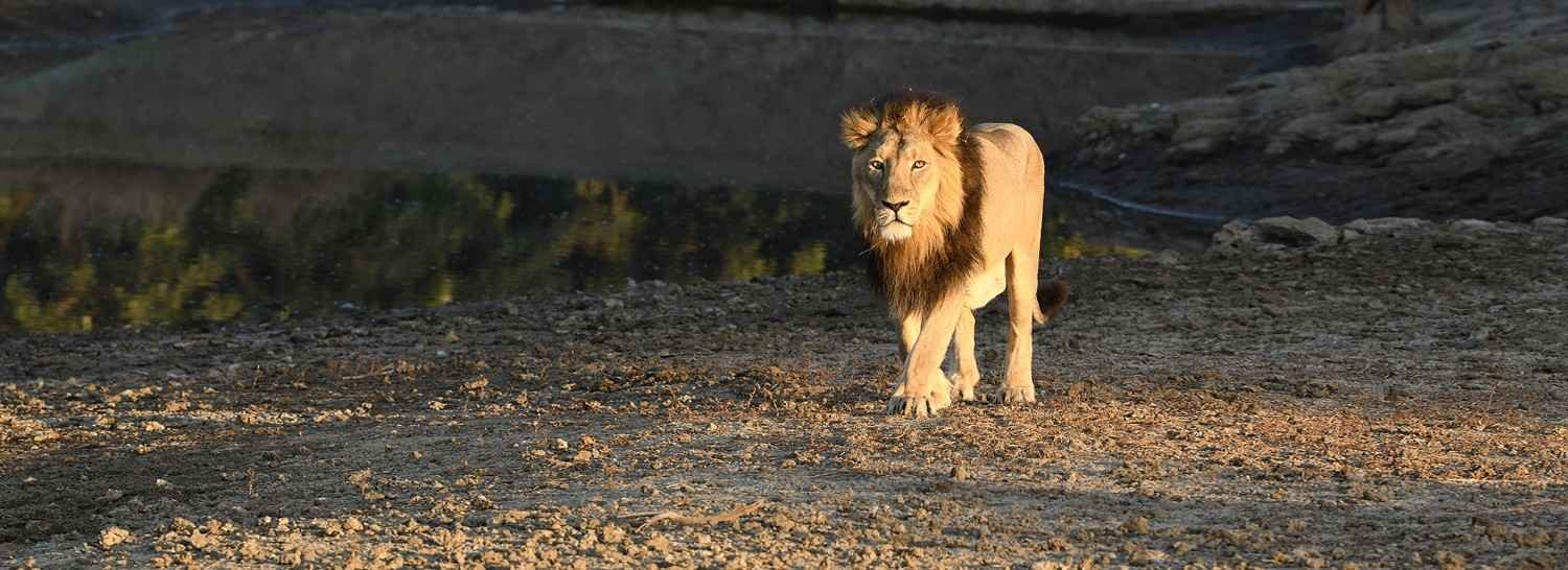 gir-national-park