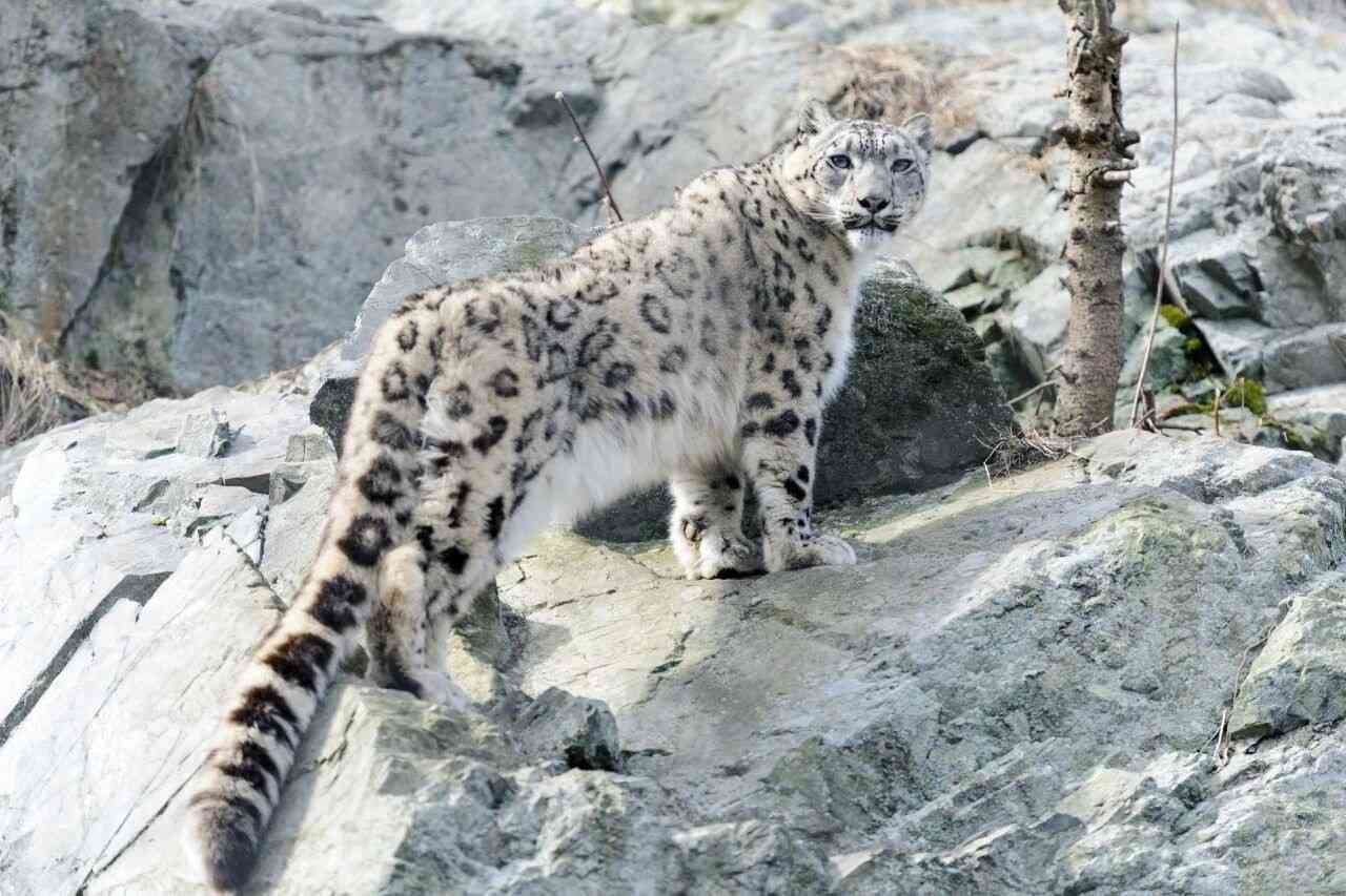 hemis-national-park