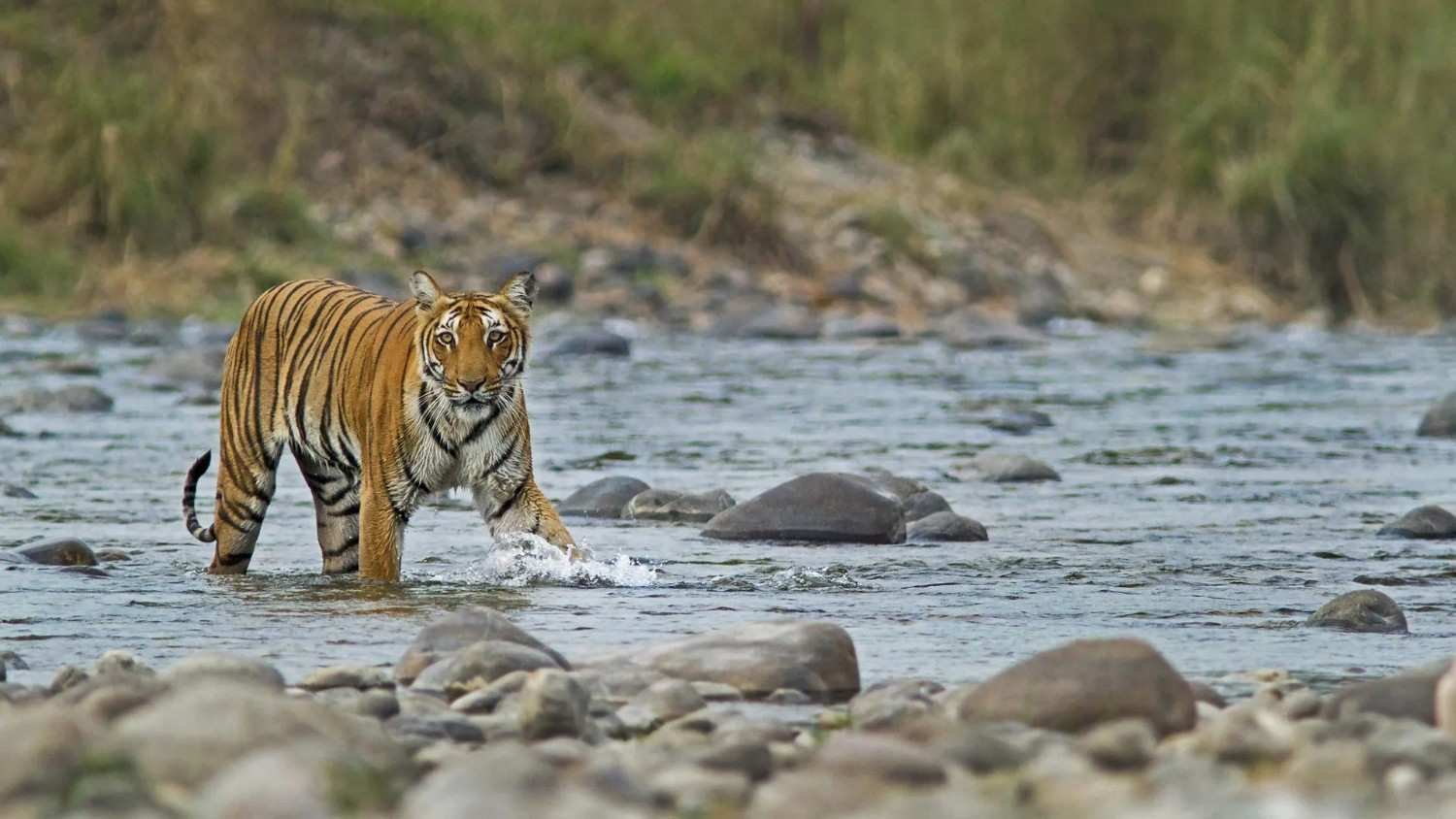 jim-corbett-national-park
