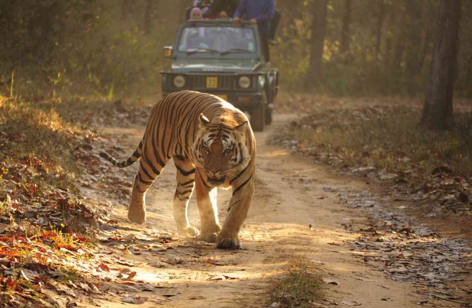 kanha-national-park
