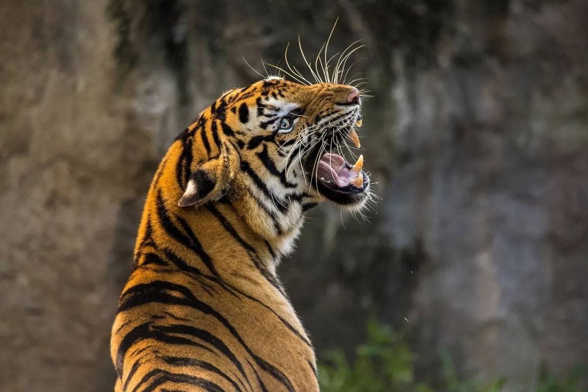kaziranga-national-park