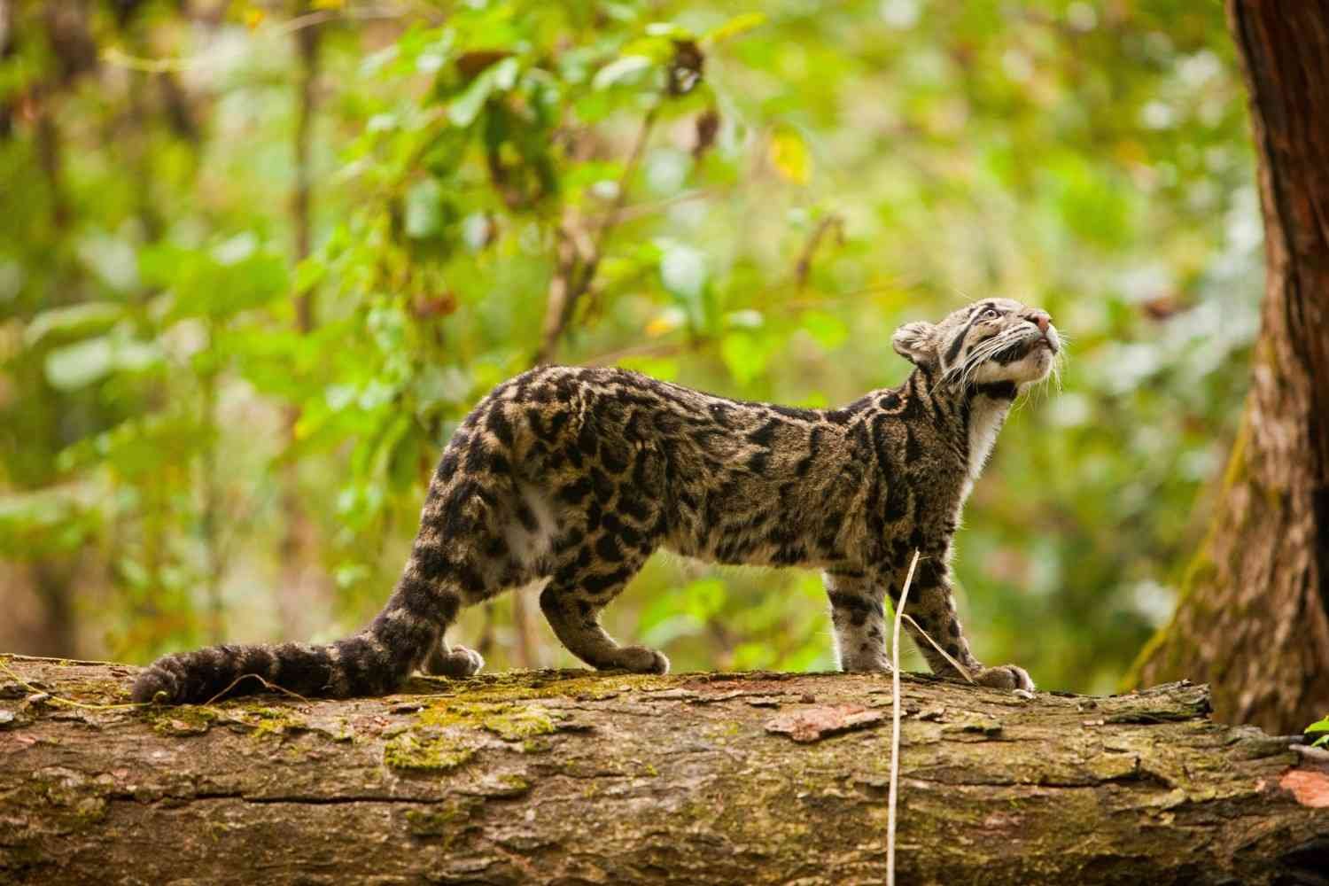 manas-national-park