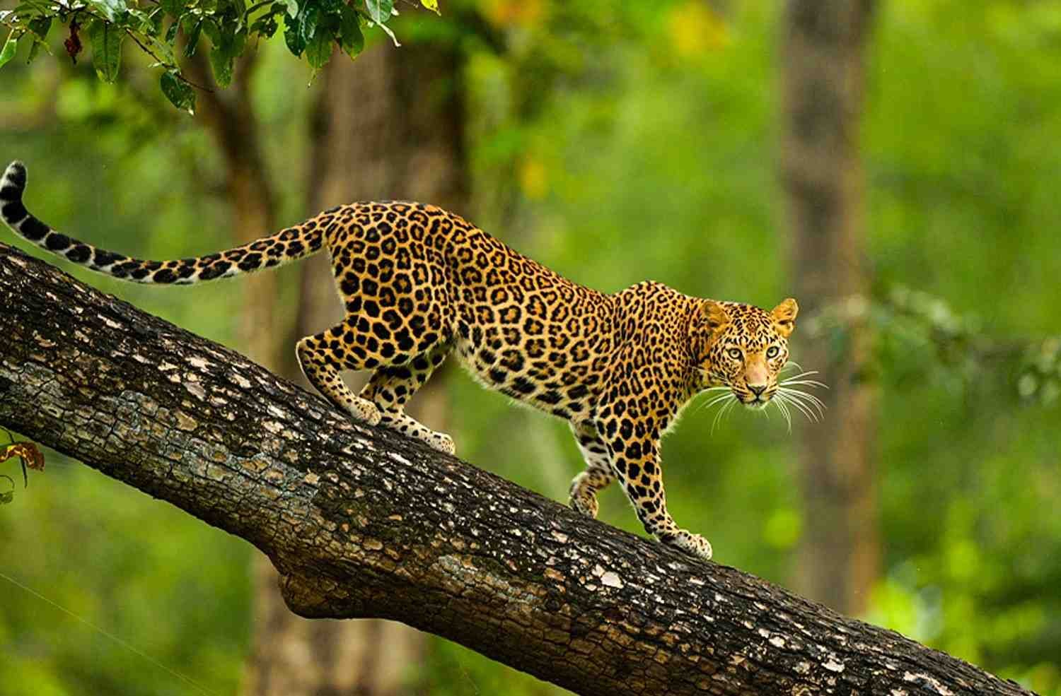 nagarhole-national-park