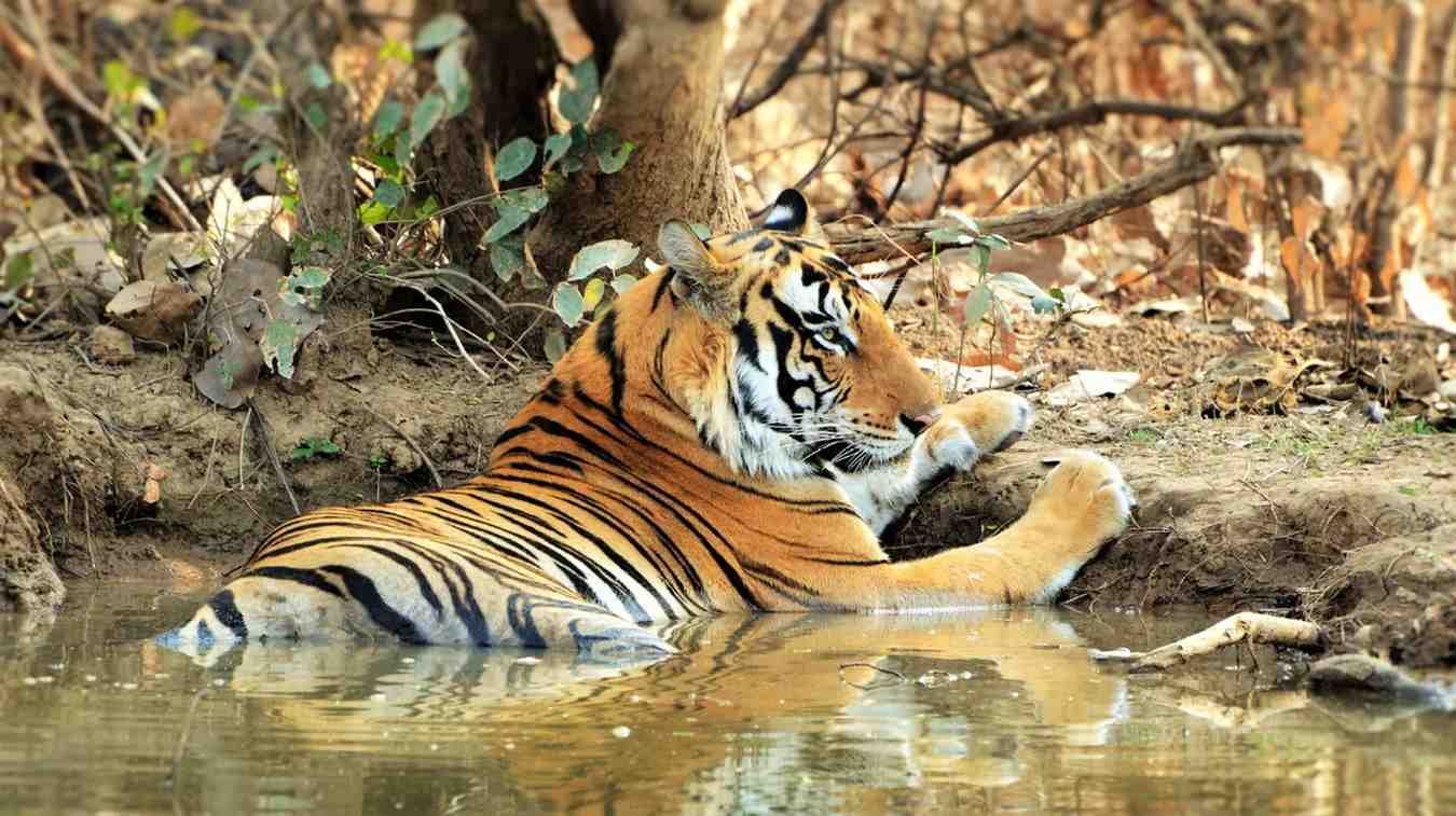 panna-national-park