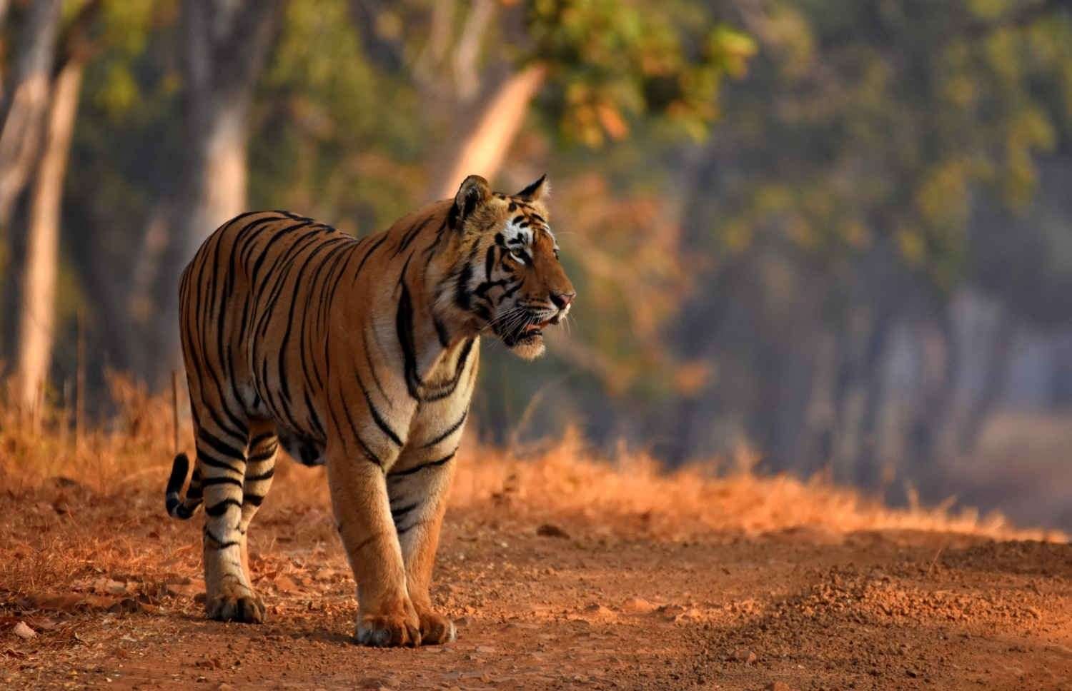 pench-national-park