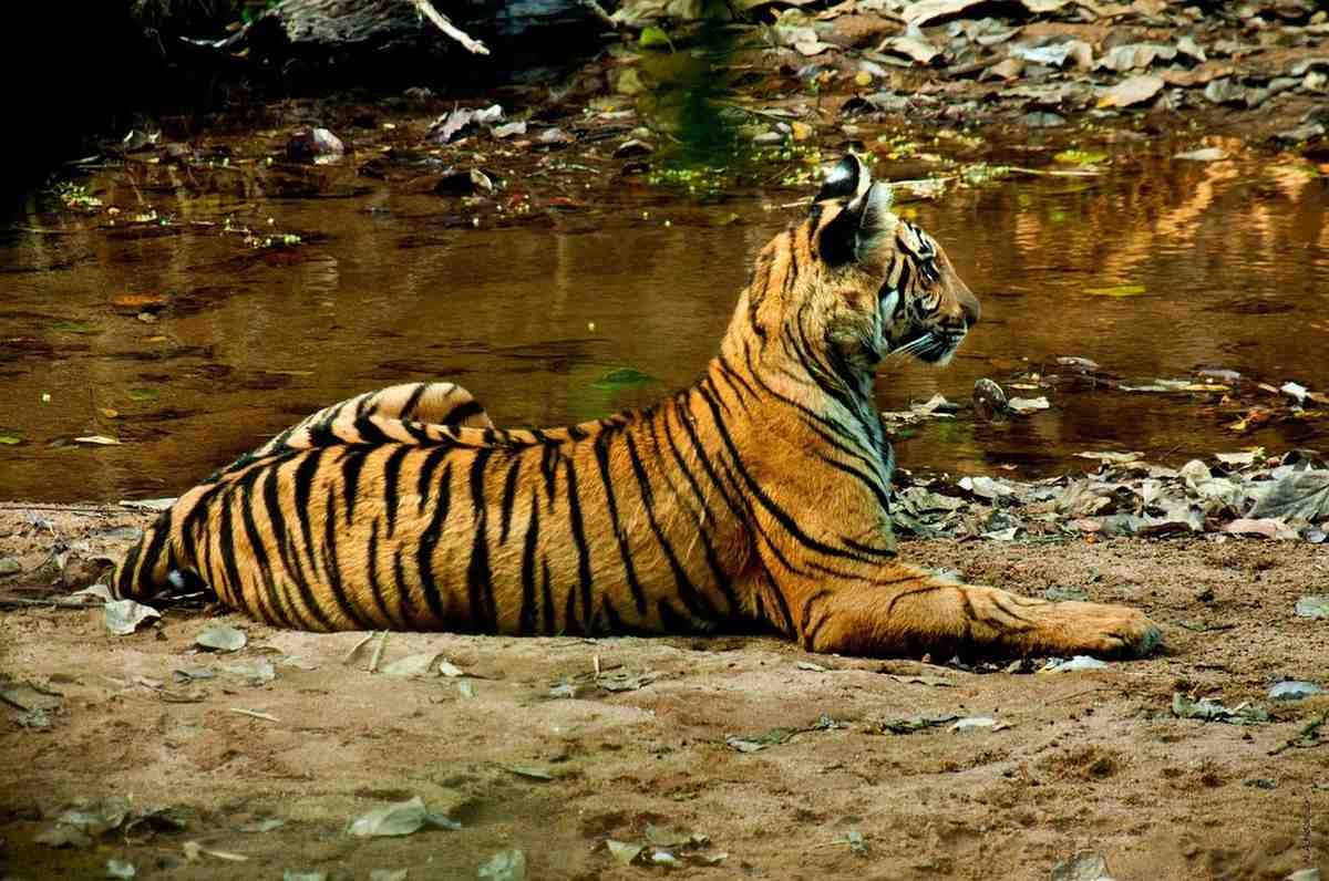 periyar-national-park