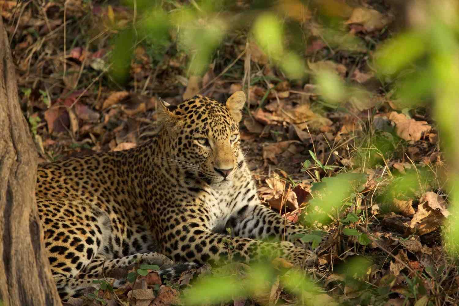 satpura-national-park