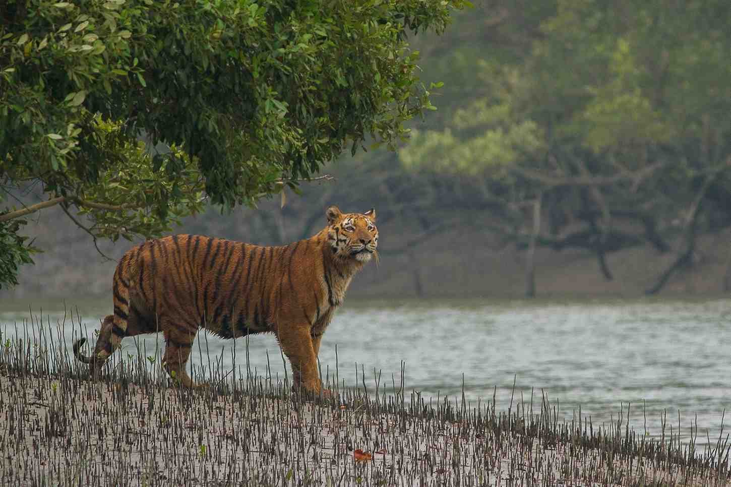 sundarban-national-park