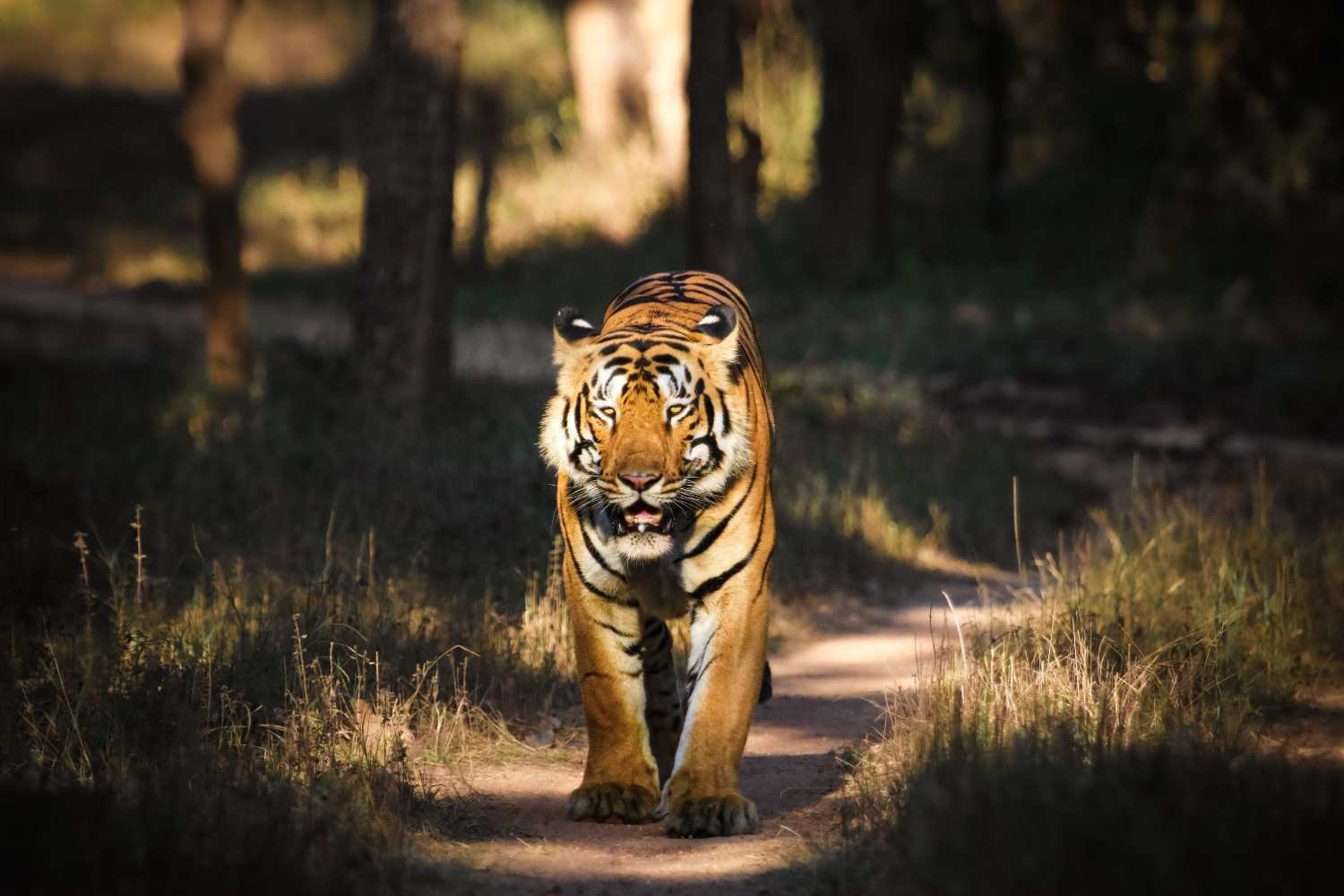 tadoba-national-park
